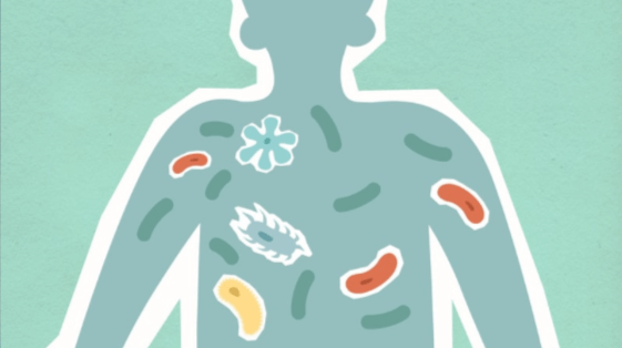 Bakterien beeinflussen unser Gesundheitssystem, deshalb ist ein gutes Mikrobiom wichtig, um diese abzufangen.