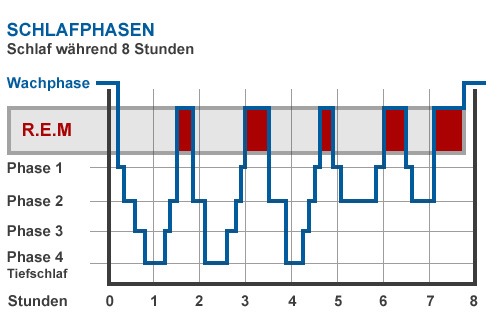 Schlafphasen während 8 Stunden. Der Tiefschlaf tritt mehrheitlich in der ersten Hälfte auf, der R.E.M. Schlaf im Verlaufe der gesamten Schlafdauer