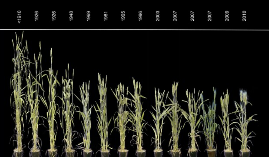 Nutrient dilution between 1950 and 2010 © Friedli et al. 2019